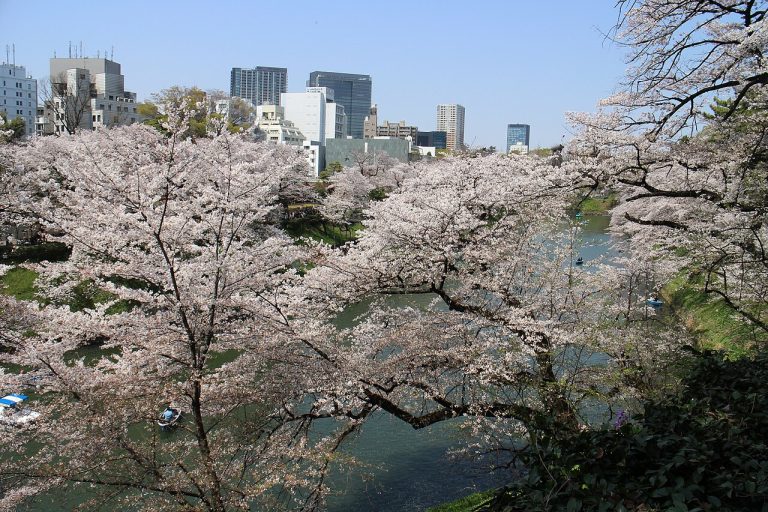 Cherry blossoms at Chidorigafuchi, Tokyo. Photo: Wikimedia Commons, CC BY-SA 4.0