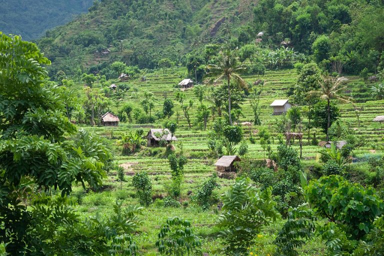 Rice terraces in East Bali, Indonesia. Photo: Wikimedia Commons, CC BY 4.0
